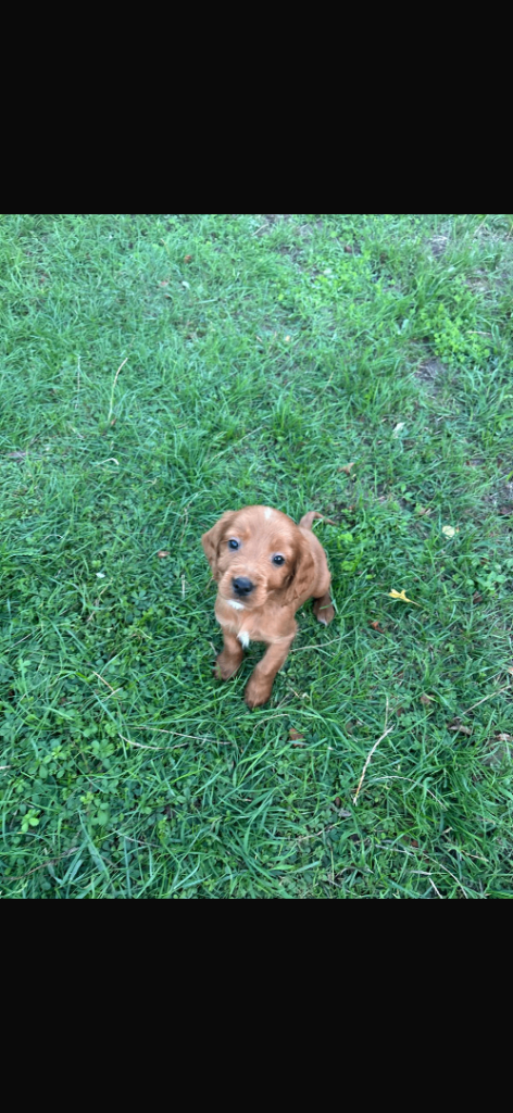 Beautiful cockapoo puppies boys and girls available 