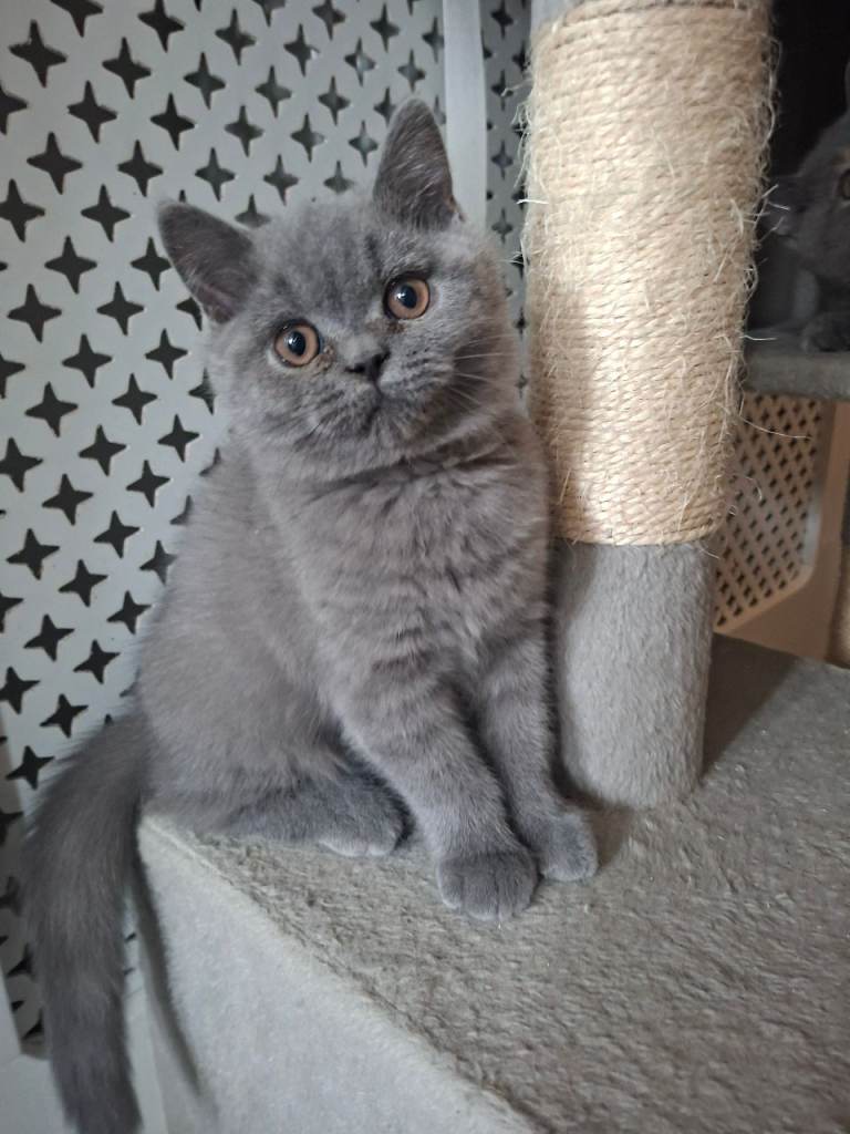 Outstanding Chunky GCCF Pedigree BSH kittens 