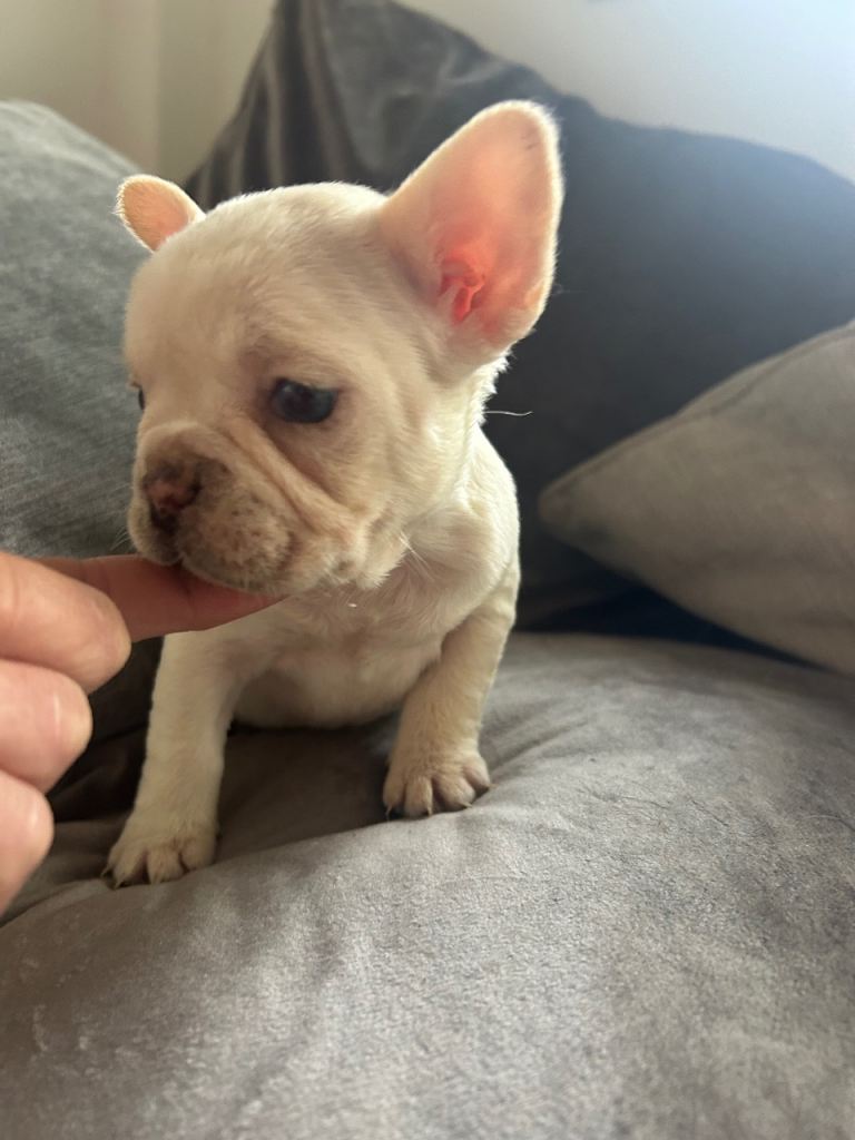 5 fluffy carrying French bulldogs read on 14/4/26