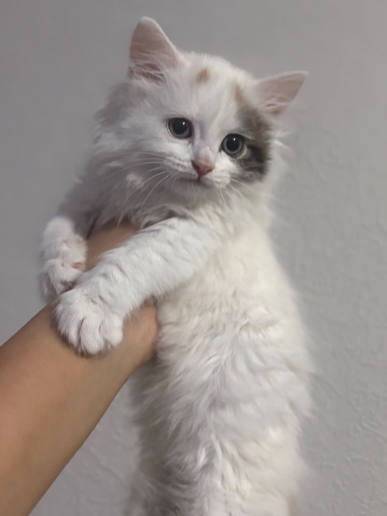 Fluffy Long Haired Kitten
