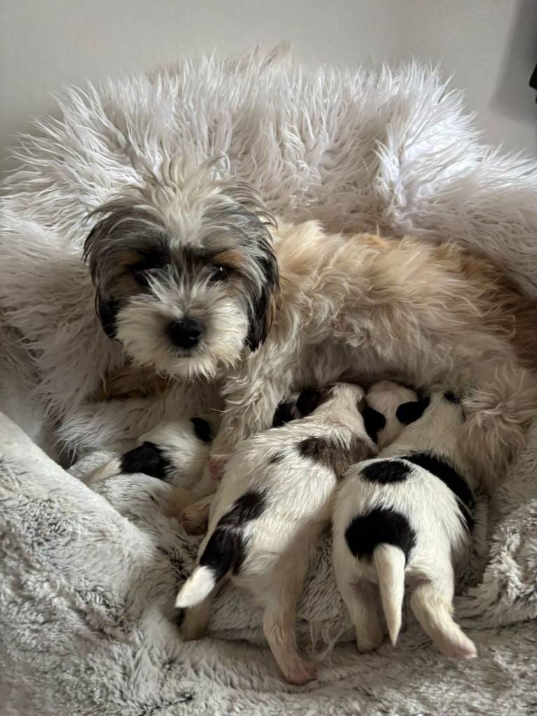 Malshi pups 