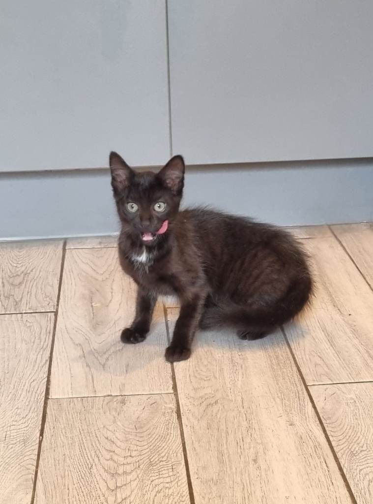 Gorgeous kitten available to leave now