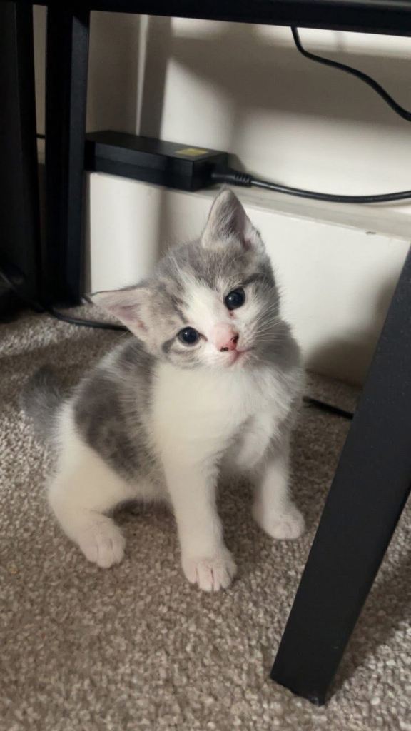2 Female Kittens - Collection Only!