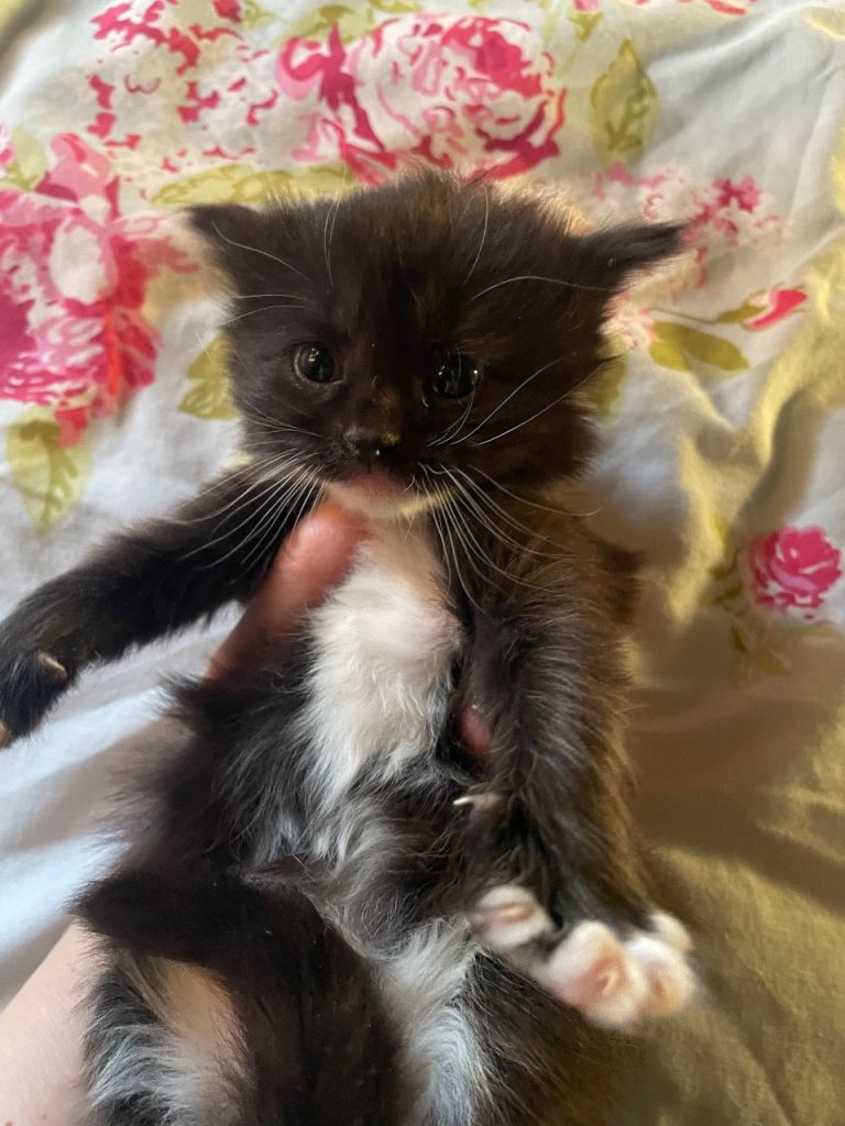 Two gorgeous kittens for sale.