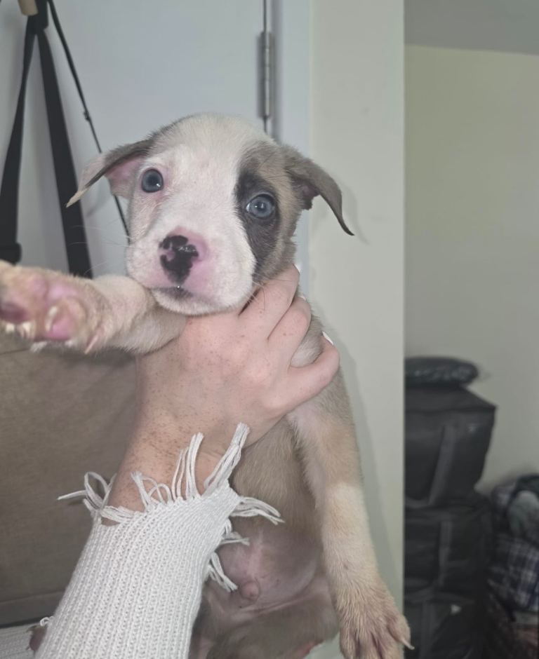 Puppys 