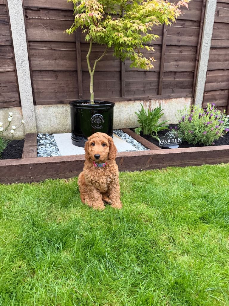 Cockapoo female apricot, NO TIME WASTERS