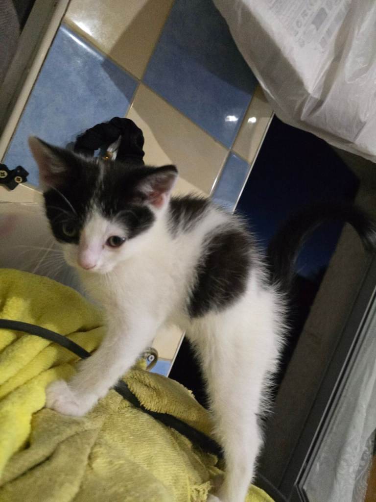 2xAdorable 9-Week-Old Kittens for Sale