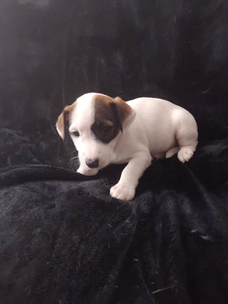Jack Russell puppies 