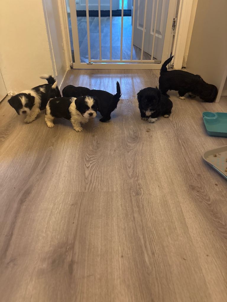  shih tzu 