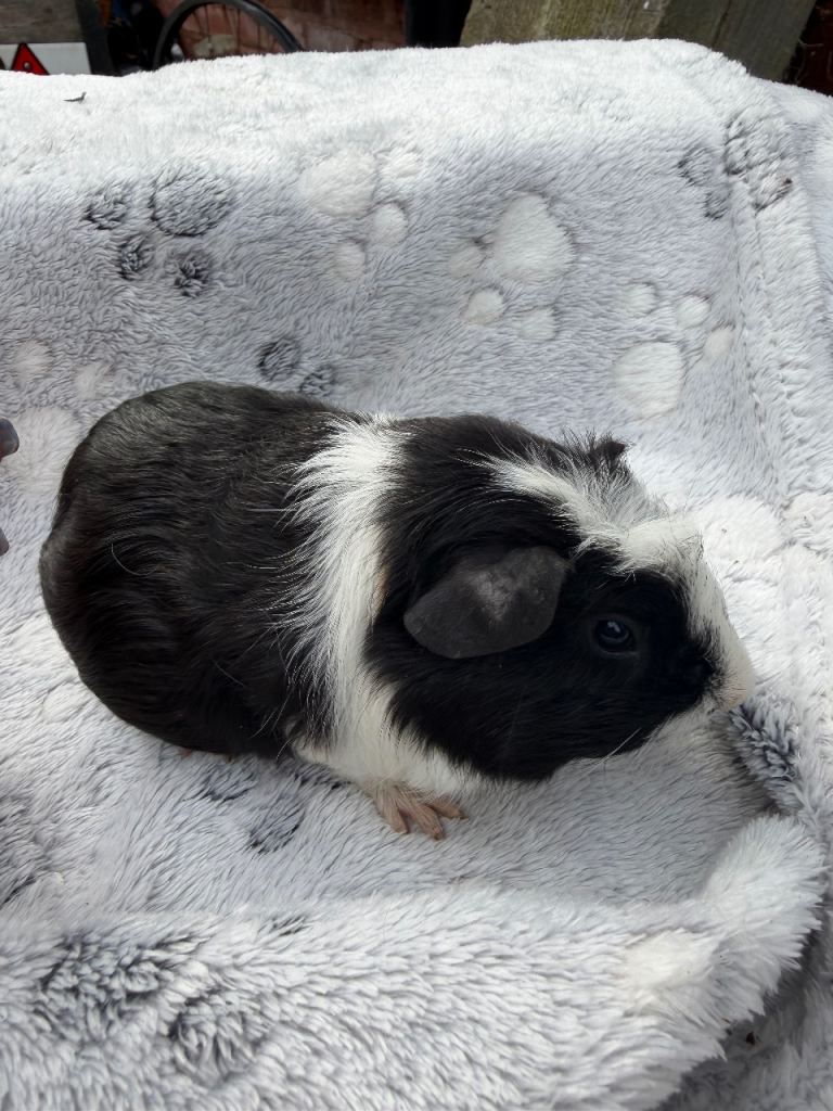 Guinea Pig boys and Girls
