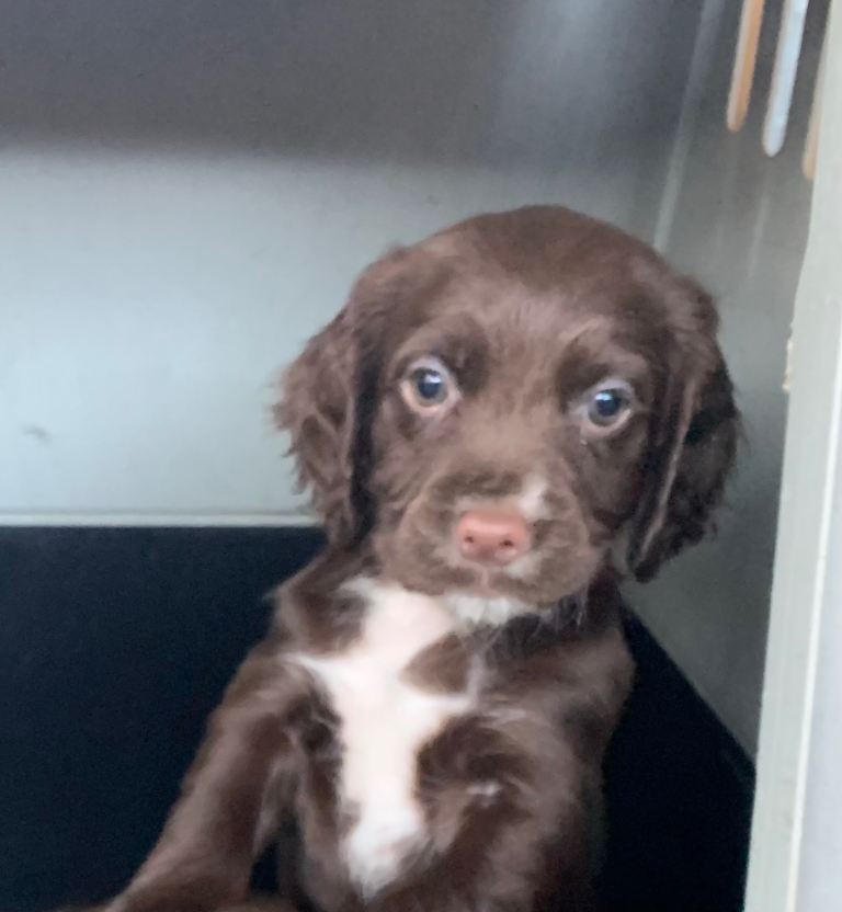 Cocker Spaniel Pups for Sale KC reg- Parents fully health tested