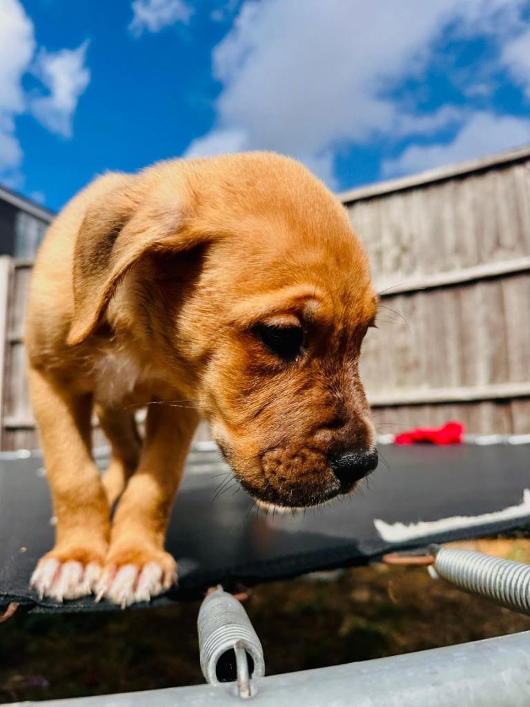 5-Month-Old Male Staffy Puppy – Rio – Friendly & Healthy (IG3)