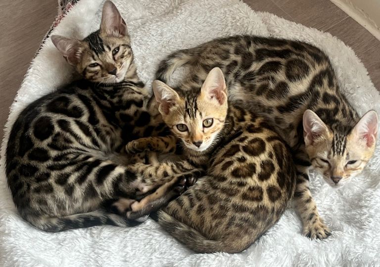Full pedigree registered bengal kitten 