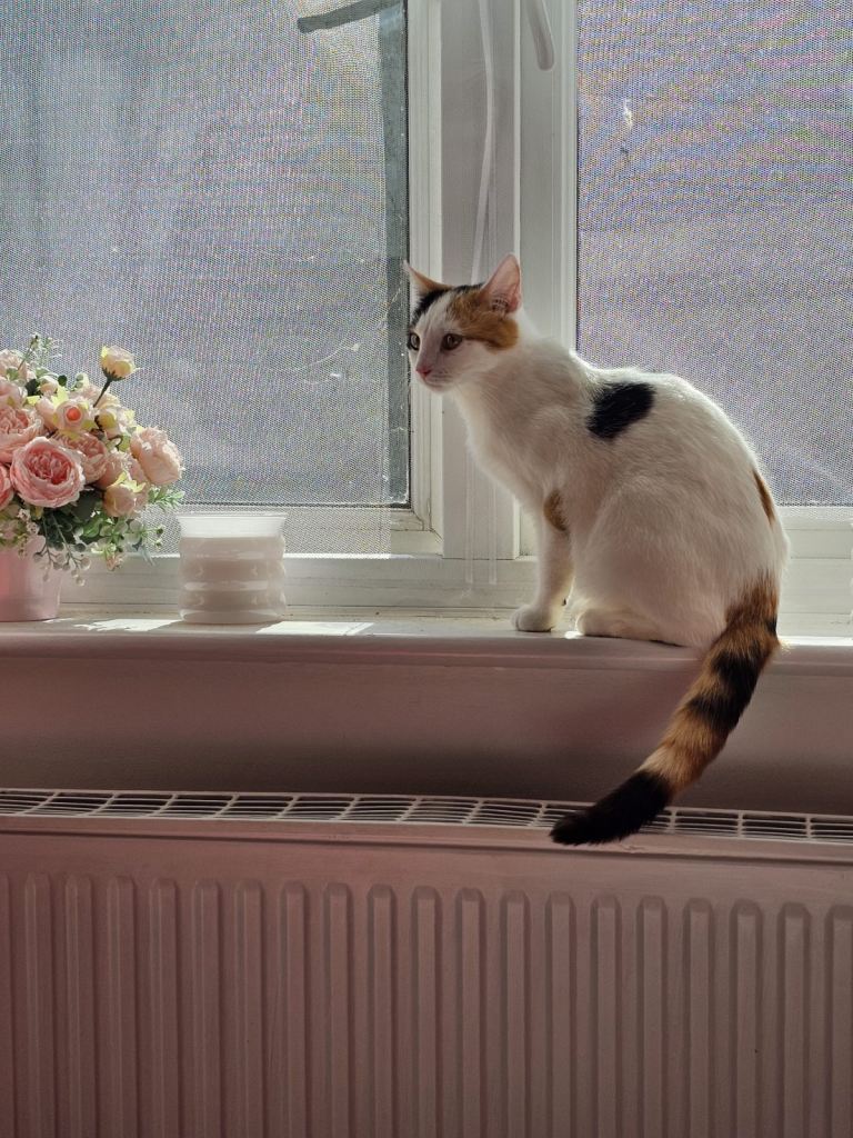 sweet girl looking for a home