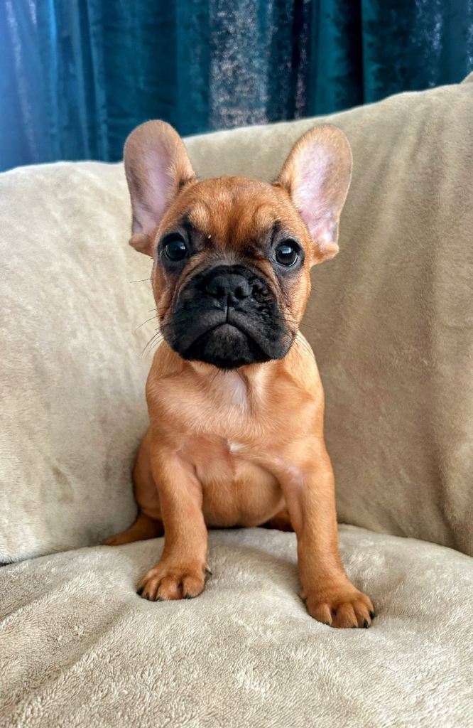 French bulldog puppies