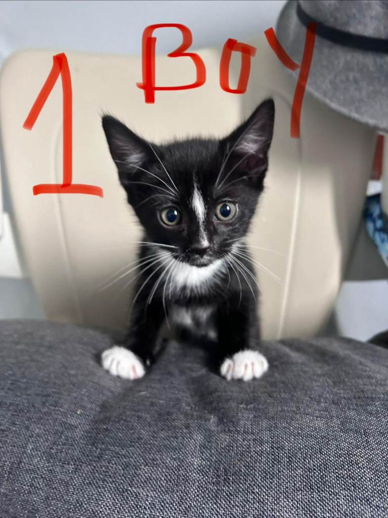 3 kittens 