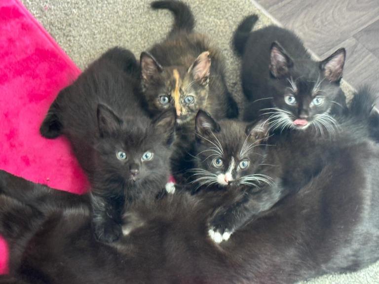 kittens ready now