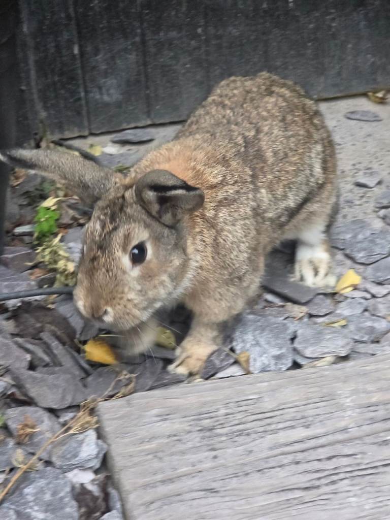7 month female rabbit 