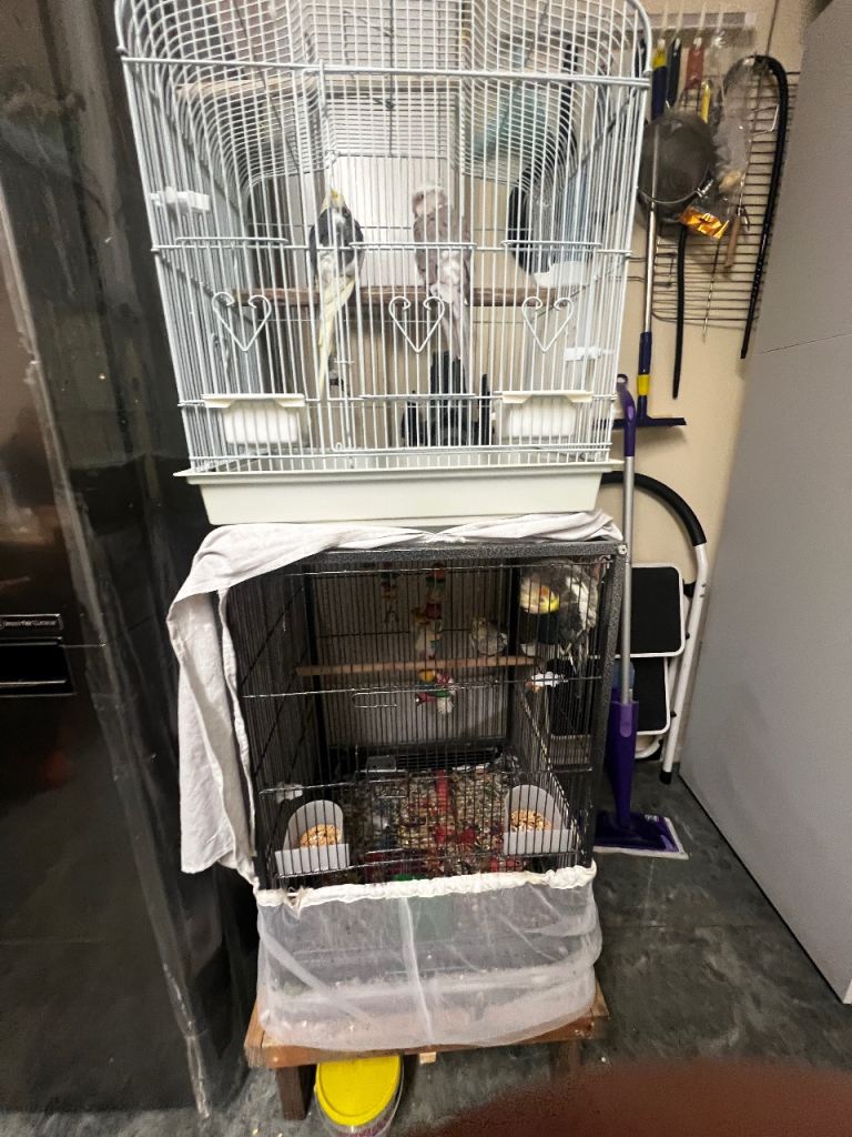4 cockatiels, 2 parents 2 children, includes cage and food