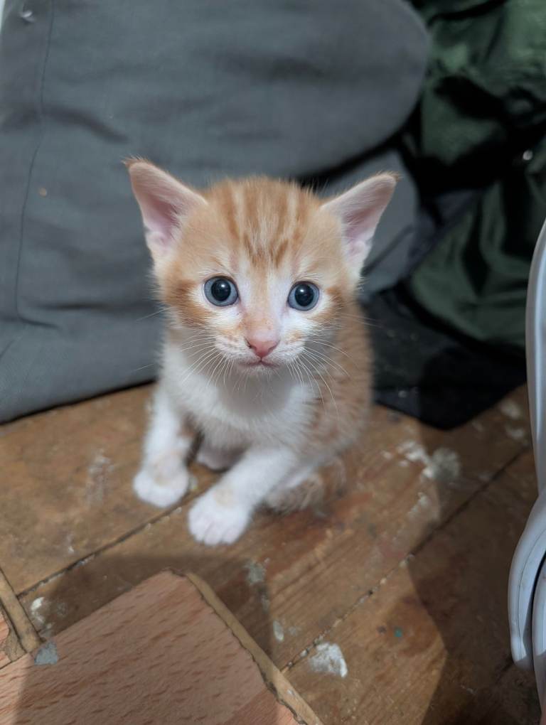 Kittens looking for forever homes in 4 weeks time