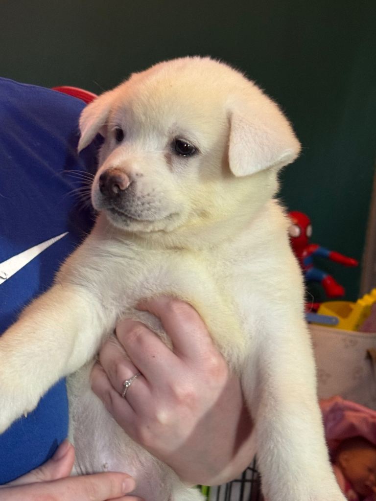 Japanese Akita puppies 4 left! 