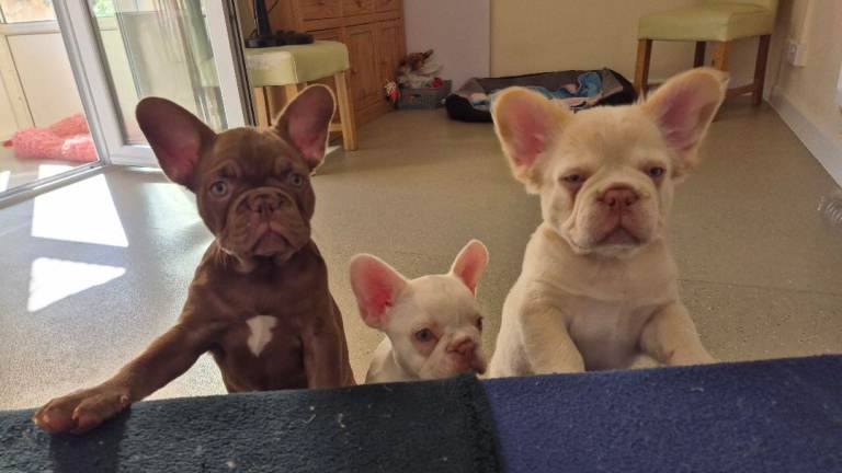 Pups for sale 