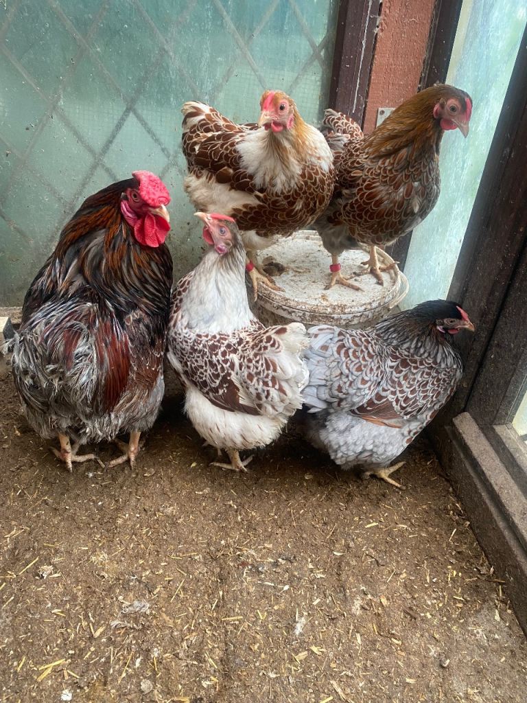 Beautiful bluelace wayndote youngs,1 pairBlueLace,1pair Polish Brahma cockral readfull priceSeparate