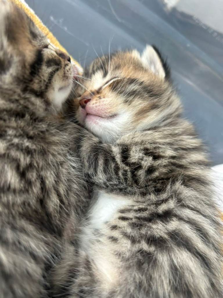 MAINCOON X BENGAL kittens 1 left 
