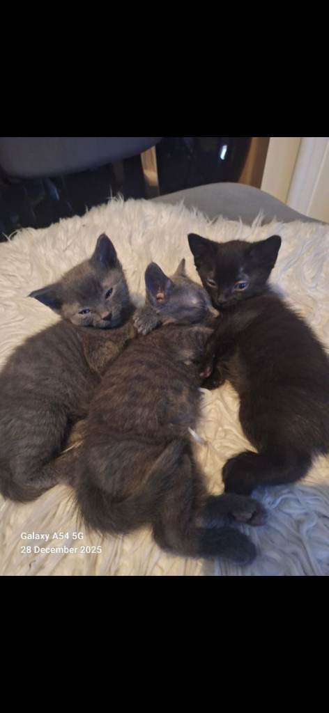 Kittens for sale 