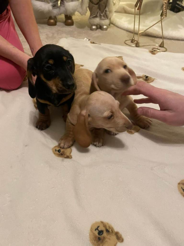 3 x minature x standard dachshunds for sale