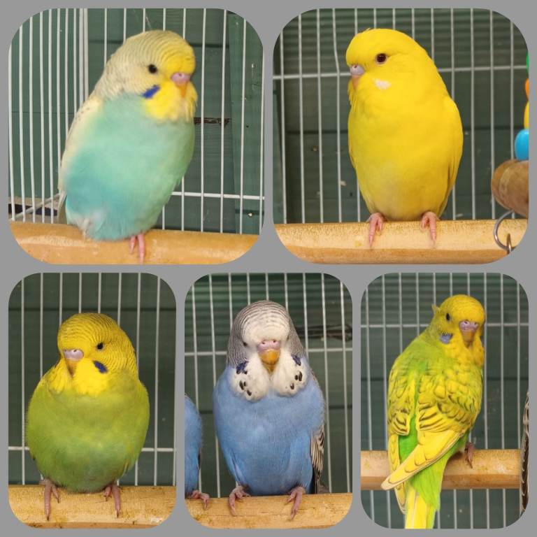 Beautiful baby budgies