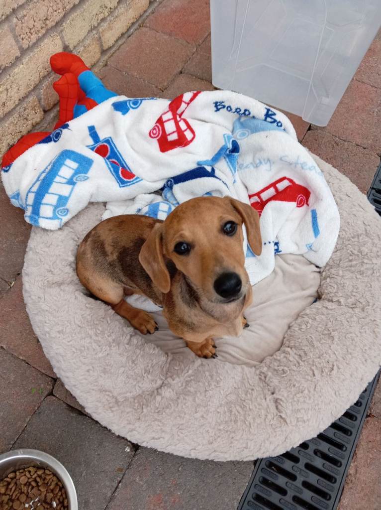 3 month old Dachshund