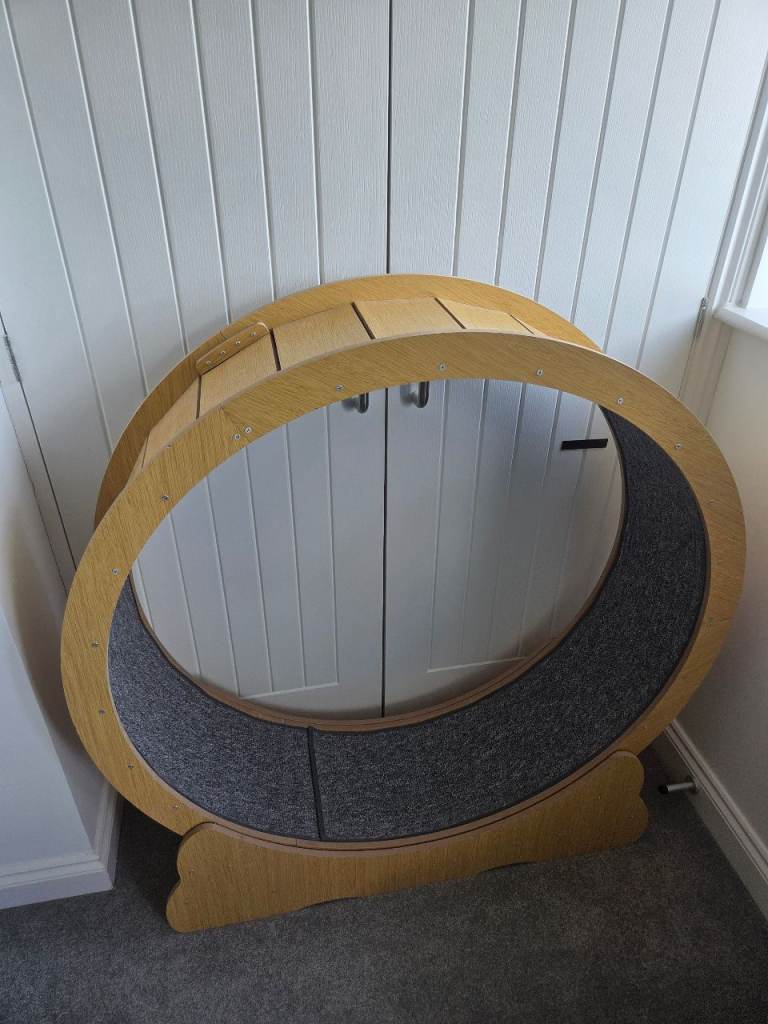 Cat running wheel