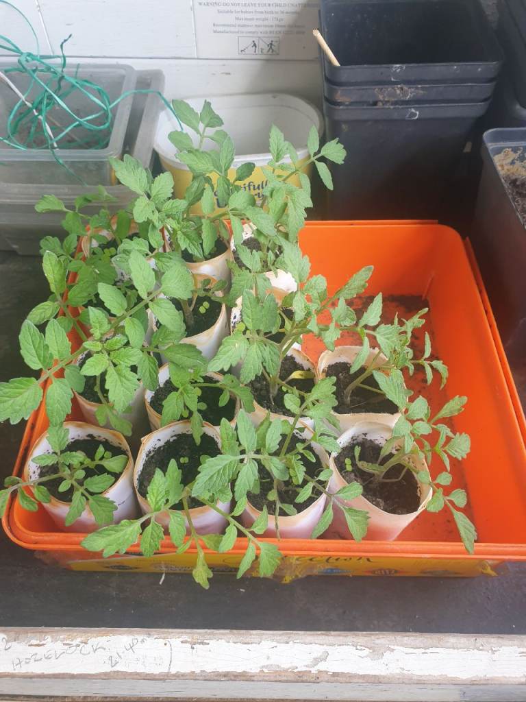 Tomato plants  Tumbling Tom's 