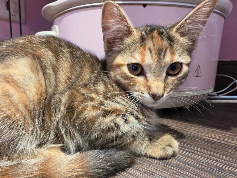Kittens 
