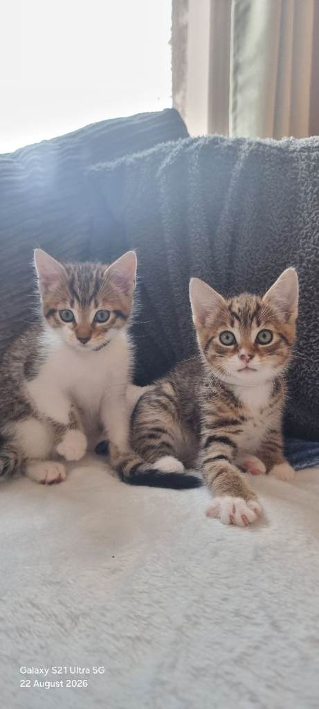 kittens