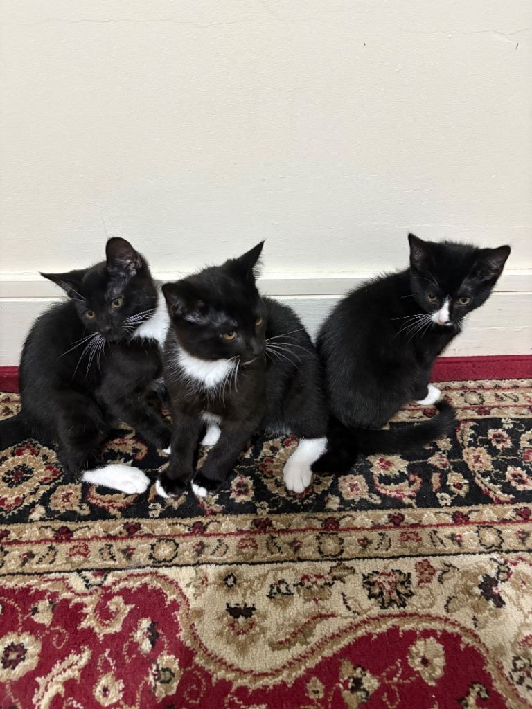 5 Male kittens need to go ASAP 