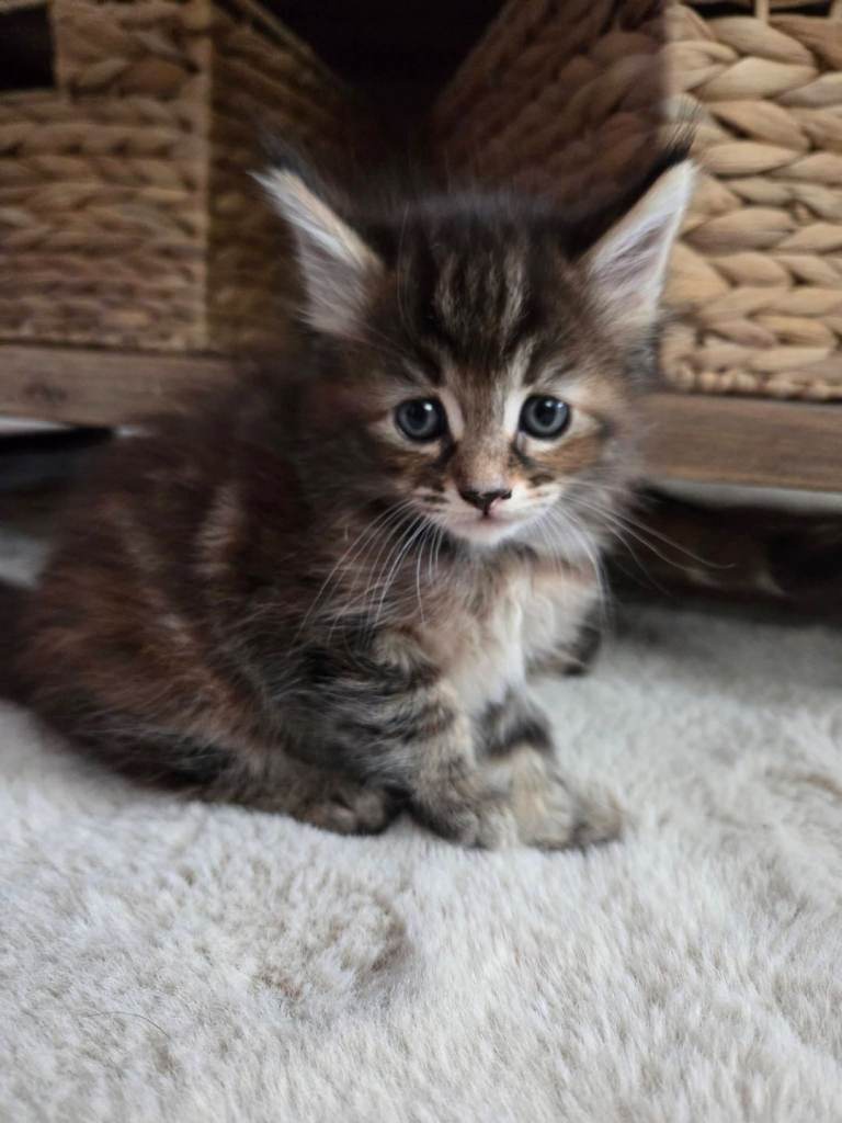 # Adorable Maine Coon X