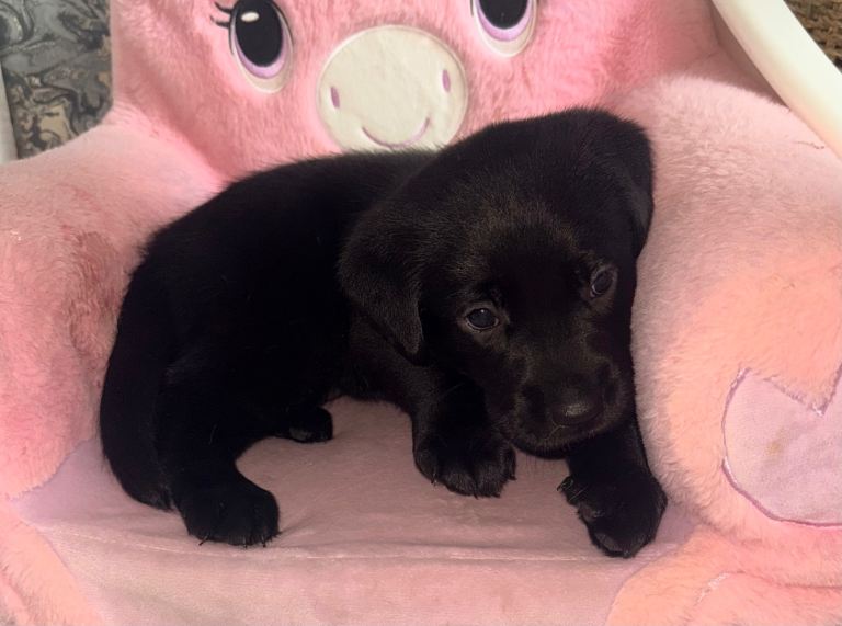 Girl Labrador puppy