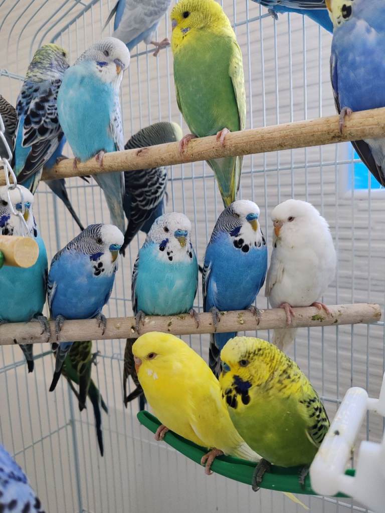 Beautiful 2-Month 4 months -Old Budgies 