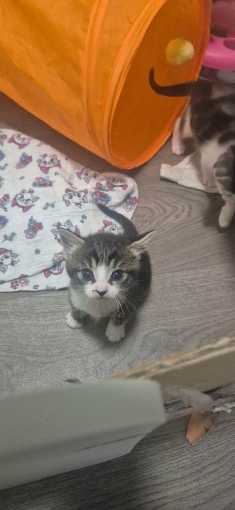 Mixed breed kittens