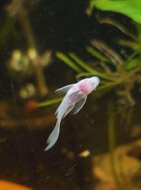 Longfin Snowwhite Plecos