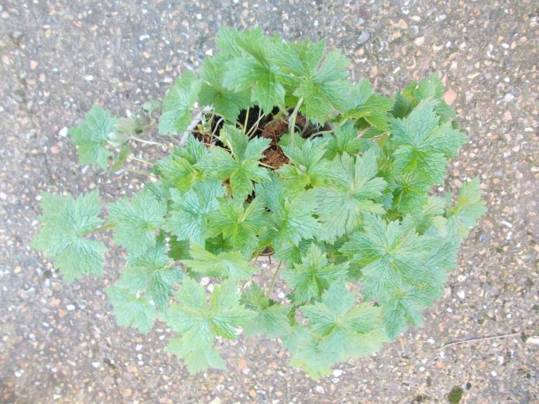 Hardy Geranium Garden Plant