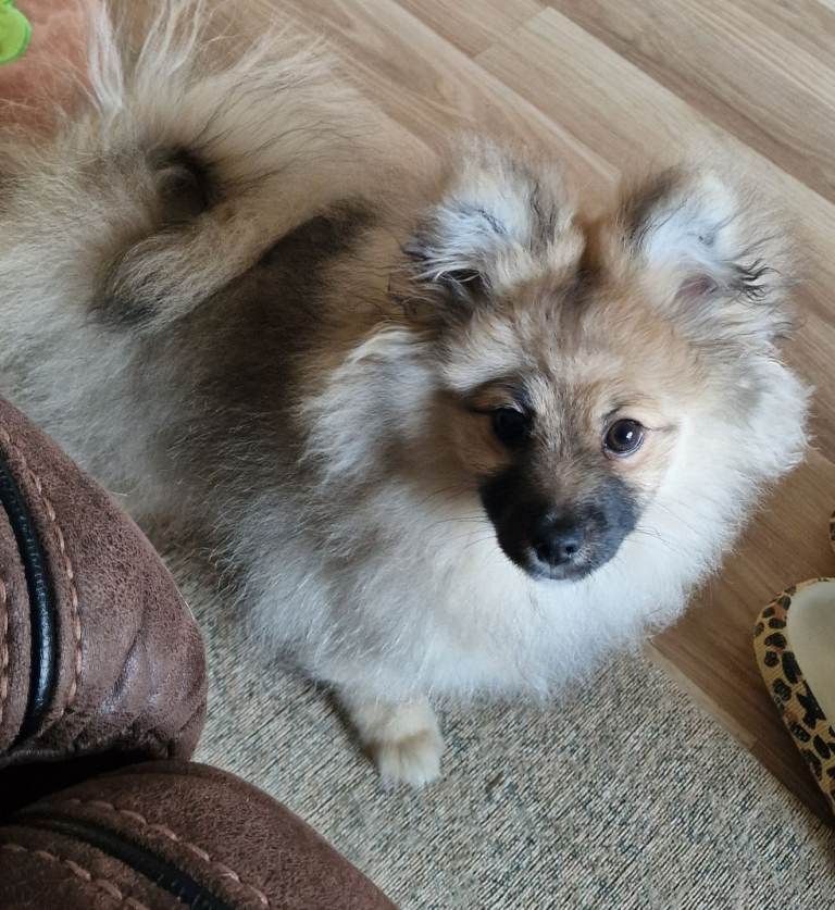 Pomerian boy pup, kc registered, last in litter