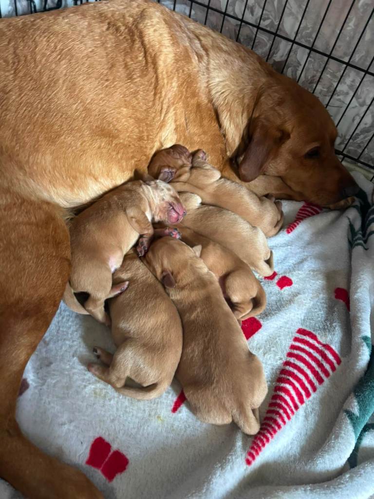 Fox Red Labrador Puppies, 6 weeks old. 