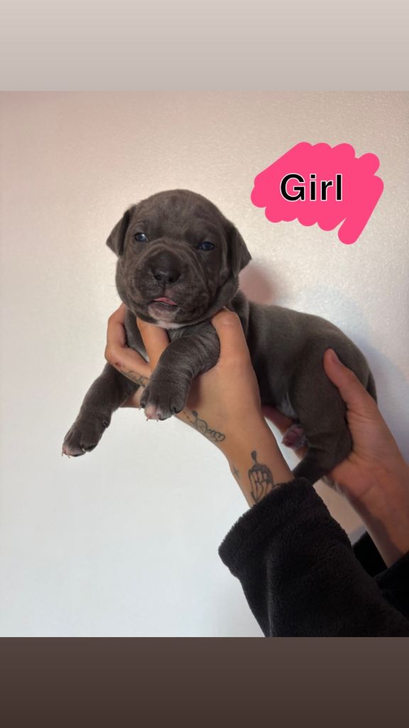 Cane Corso puppies
