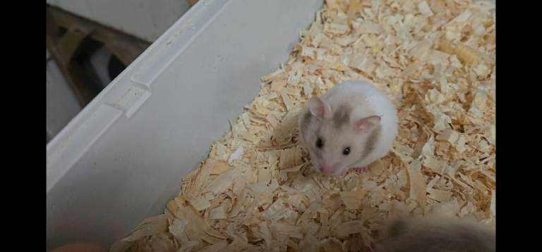 Gorgeous little syrian hamsters