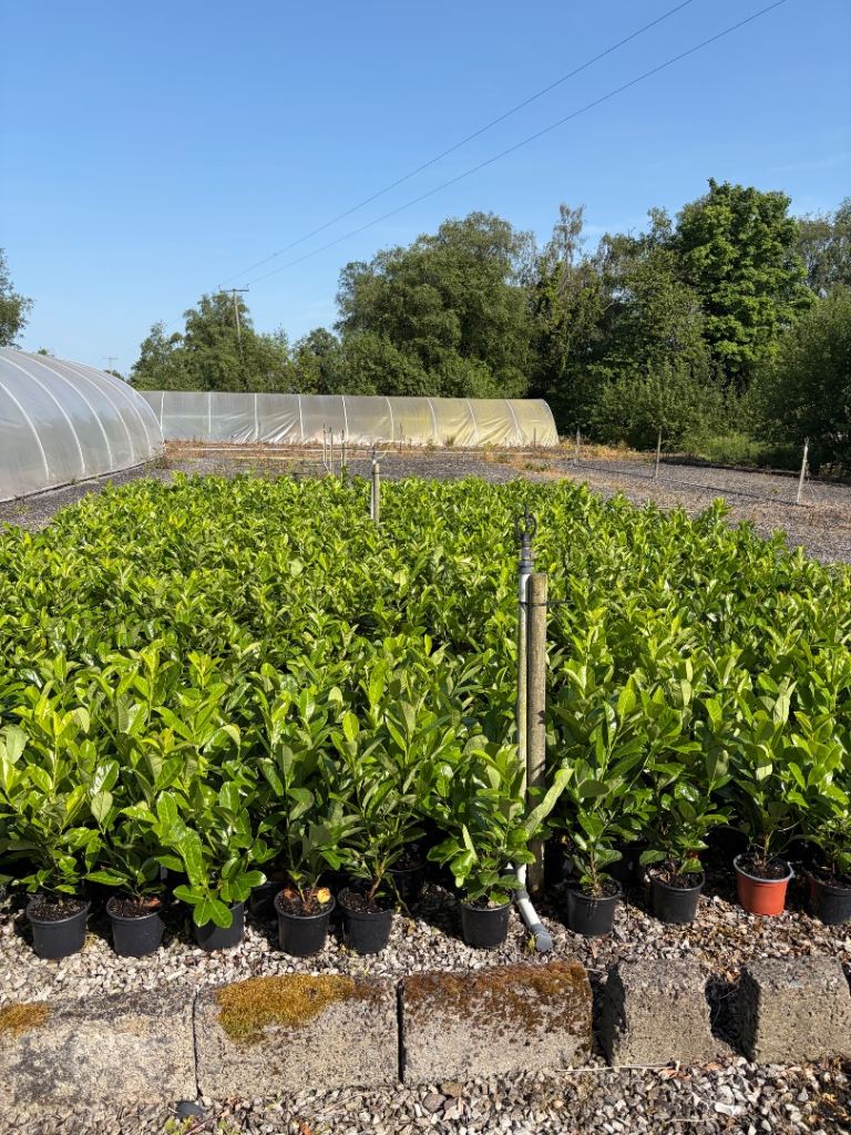 Laurel hedging plants in 2 litre pots at wholesale prices 