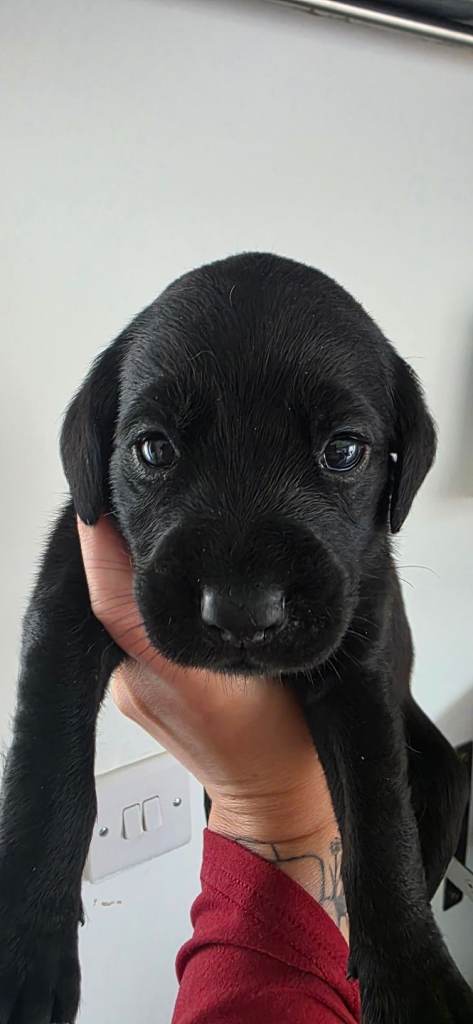 Last of litter male labrador puppy