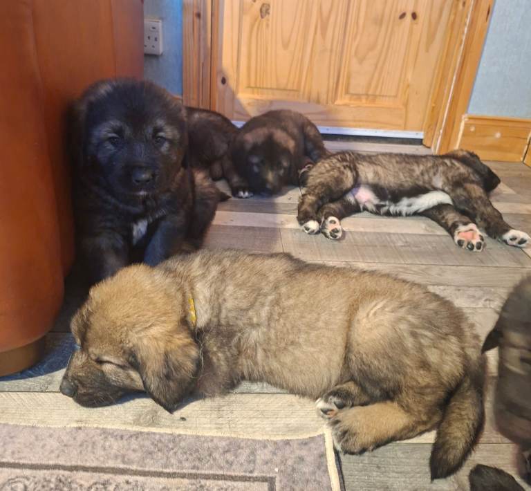 Caucasian Sheapard Puppy's 